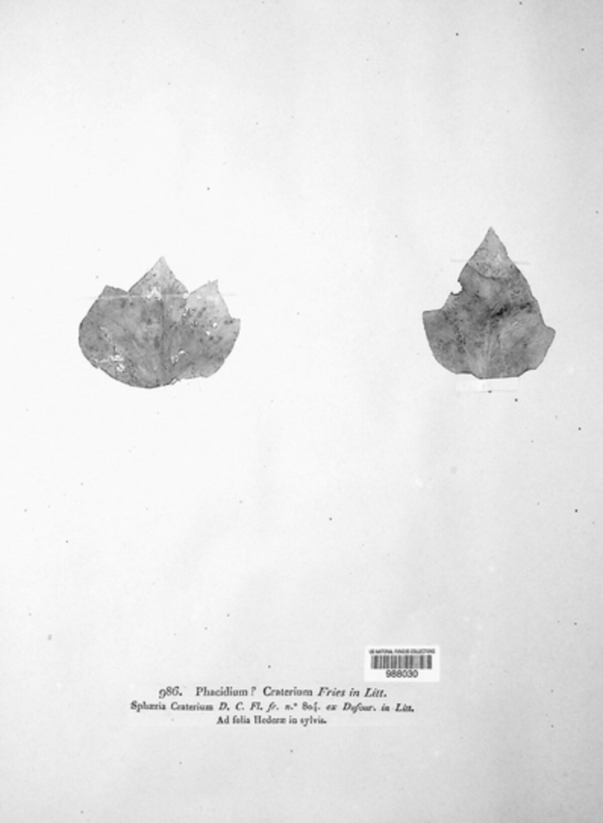 Trochila craterium image